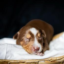 Sage - Red tri female Miniature Australian Shepherd puppy in Yantis, Texas from Marie Mini Aussies