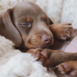 Dachshund Puppies from Hoosier Little Wieners