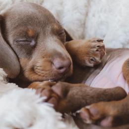Dachshund Puppies from Hoosier Little Wieners
