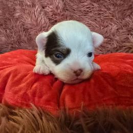 Kevin - Chocolate and white male Chihuahua puppy in Amity, Pennsylvania from Baxters Chihuahuas