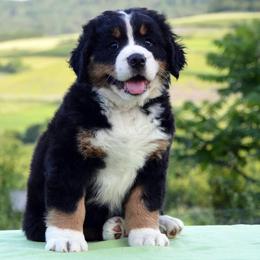 Bernese Mountain Dog Puppies from Sweet Pea Doodles