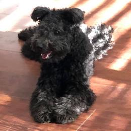 Karma - Pumi