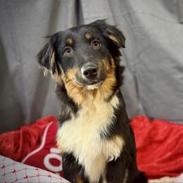 Bob - Black male Miniature American Shepherd puppy in Clinton, Missouri from Mockingbirds American Minis