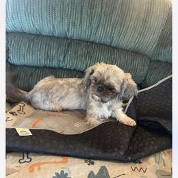 Trixie - Brindle female Shih Tzu puppy in Sidney, Nebraska from Royal Baez Basset