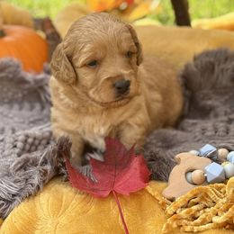 Winchester (blue collar) - Apricot male Saint Berdoodle puppy in Swartz Creek, Michigan from Whisky Paws Saint Berdoodles and Poodle Pups