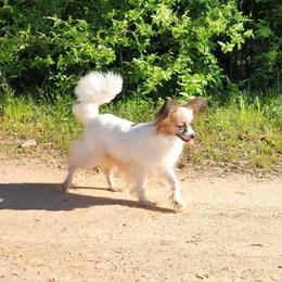 Tilly - Papillon
