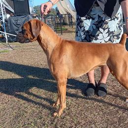 River - Boxer