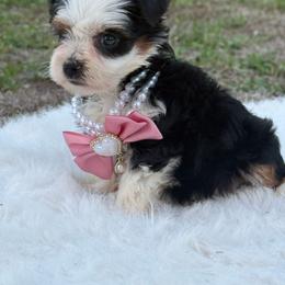Holly - female Yorkshire Terrier puppy in Naples, Florida from Puppies Forever 💙❤️🐶