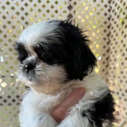 Stella - Sable and white female Shih Tzu puppy in Victorville, California from Precioustzus