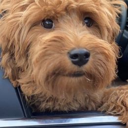 Goldendoodles and Labradoodles from Exotic and Designer Doodles