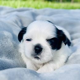 Shih Tzus from Shih Tzu’s Creek