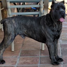 Cane Corso from Marcus Attilius Cane Corso