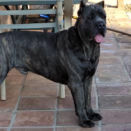 Cane Corso from Marcus Attilius Cane Corso