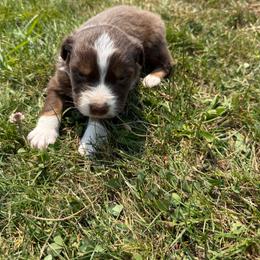 Buck - Red tri-color male Australian Shepherd puppy in Otis, Oregon from Heritage Hill Aussies