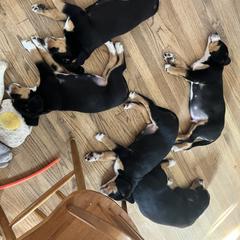 Entlebucher Mountain Dog Puppies from Ironclad