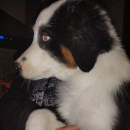 Thor - Black tri-color male Australian Shepherd puppy in Crestline, Ohio from High Desert Aussies