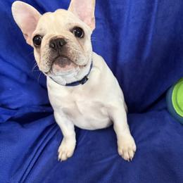 French Bulldogs from RMS Acres