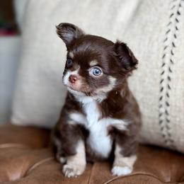 Scout - 4550 - Chocolate and tan male Chihuahua puppy in Beaumont, Texas from Down south pups