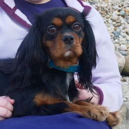 Cally - Cavalier King Charles Spaniel