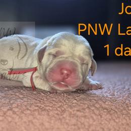 John - Yellow male Labrador Retriever puppy in Rogue River, Oregon from PNW Labradors