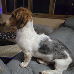 Duke - Dachshund