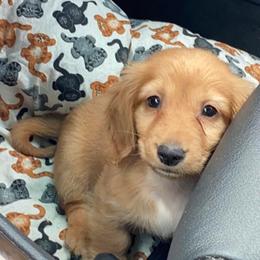 Dachshund and Miniature Schnauzer Puppies from The Bossy Doxie Farm