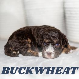 Buckwheat - Brown male Bernedoodle puppy in Gilbert, Arizona from Safe Havynn Doodles