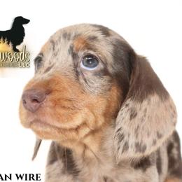 Stella (RUSSIAN WIRE) - Dapple female Dachshund puppy in Linden, Texas from Piney Woods Miniature Dachshunds LLC