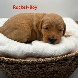 Rocket-Red collar boy - Red  male Goldendoodle puppy in Lewisville, Texas from Zink Doodles
