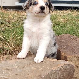 Border Collie Puppies from Bond Border Collies