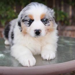 Australian Shepherd Puppies from Brit’s Australian Shepherds