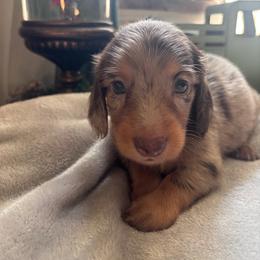 Glenn - Dapple male Dachshund puppy in Argos, Indiana from TKO Doxies