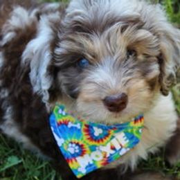 Aussiedoodle Puppies from Old Mills Aussiedoodles
