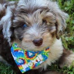 Aussiedoodle Puppies from Old Mills Aussiedoodles