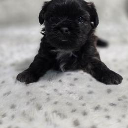 Apollo - Chocolate and tan male Shih Tzu puppy in Ronda, North Carolina from Willow River