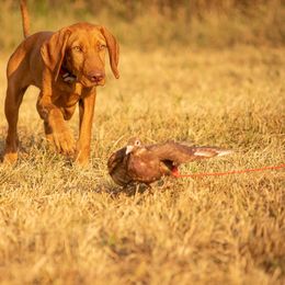 Weimaraner and Wirehaired Vizsla Puppies from Willow Ridge Kennel
