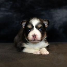 Rumi - Tri-color female Pomsky puppy in Sumter, South Carolina from Emerald Skies Pomskies