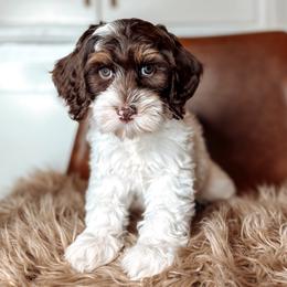 Loveland - Chocolate female Australian Labradoodle puppy in Decatur, Alabama from Southern Meadows Doodles