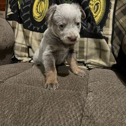 Casper - Red mottled male Australian Cattle Dog puppy in Floyd, Virginia from Southern Charm Heelers
