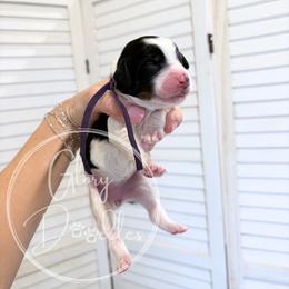 Purple - Tri-color female Bernedoodle puppy in Rockwall, Texas from Glory Doodles