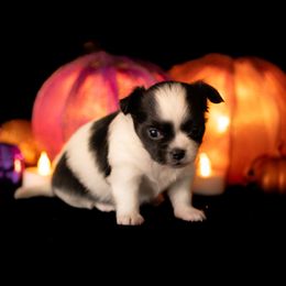 Chihuahua Puppies from Arizona Adventure Chihuahuas