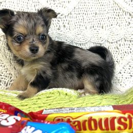 Christopher Robin - Merle male Chihuahua puppy in Hobgood, North Carolina from Four Kids’ Farms, LLC
