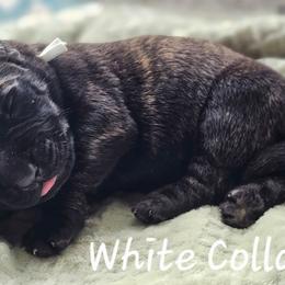 White Collar - Brindle male Mastiff puppy in Linton, Indiana from Riggins Mastiffs and Danes