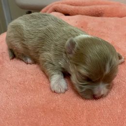 Girl 3 - Silver female Chihuahua puppy in Chino Valley, Arizona from Lane’s Little Longhairs