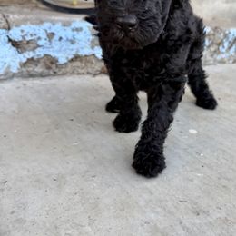 Goldendoodle Puppies from Mollie’s Doodles