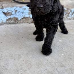 Goldendoodle Puppies from Mollie’s Doodles