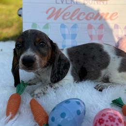 Boy 1 - Piebald male Dachshund puppy in Stilwell, Oklahoma from Stilwell’s Dachshunds