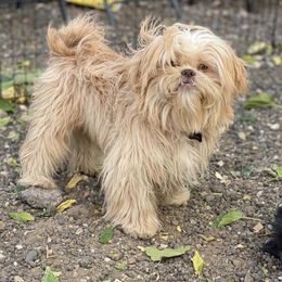 Shih Tzu All Grown Up from Precious Pup ShihTzu