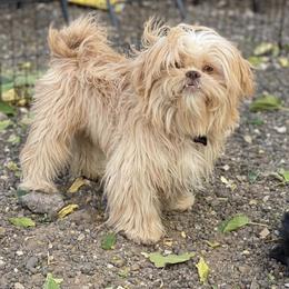 Shih Tzu All Grown Up from Precious Pup ShihTzu