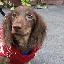 Dachshunds from Valley Long-Haired Dachshunds